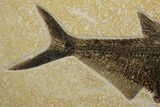 Beautiful Fossil Fish (Diplomystus) - Ready To Hang On Wall #299816-3